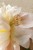 pierscionek-daylight-pernille-corydon-natura.jpg
