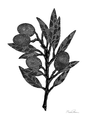 druk-graficzny-olive-branch-a5-white-monika-petersen.jpg
