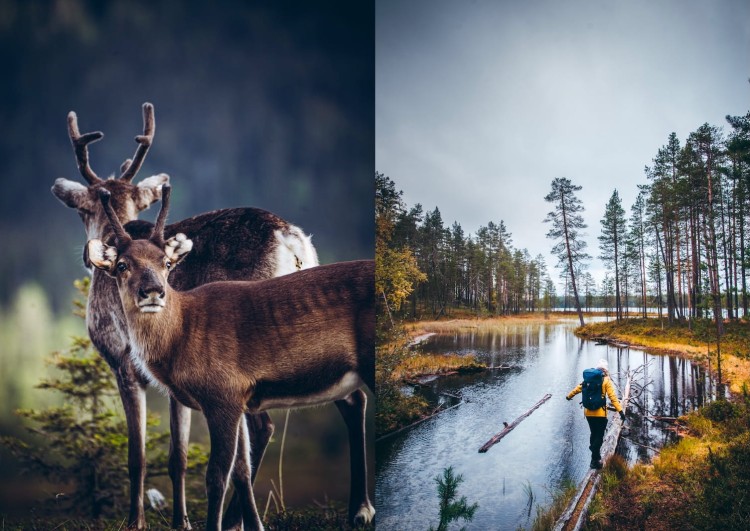 FoodInTheWoods_Layout_3.jpg